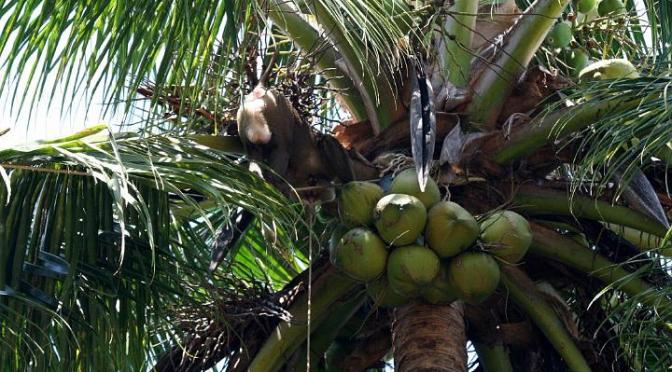 Nøjsomhed på den fede måde…..