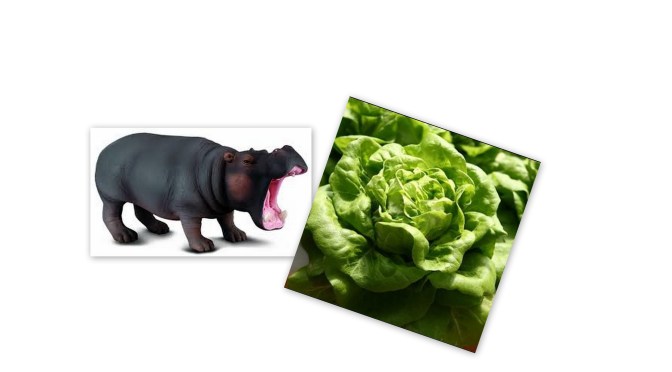 Kålhoved eller flodhest