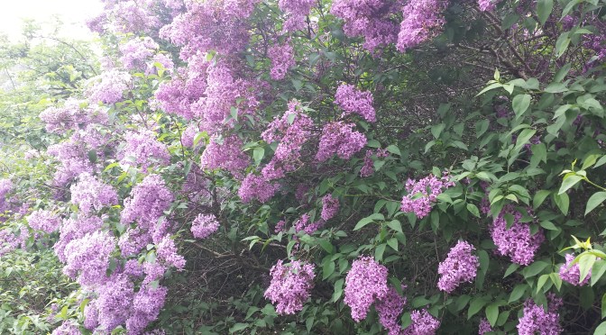 Findes der noget skønnere… ?