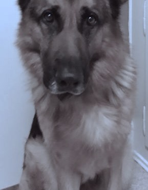 Stang-hamrende Bacardi…