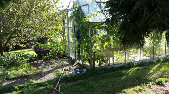 Små-forelsket eller små-tosset….